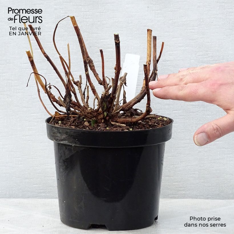 Hydrangea macrophylla Princess Diana 3L/4L pot sample as delivered in winter