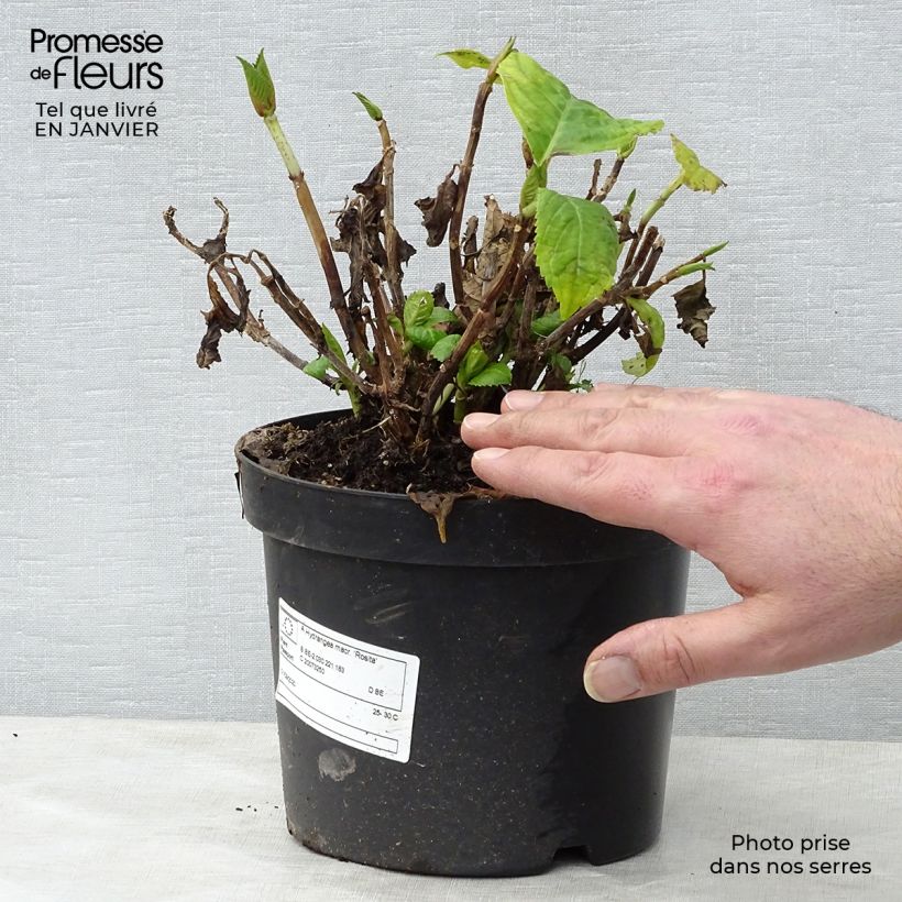 Hydrangea macrophylla Rosita 2L/3L pot sample as delivered in winter