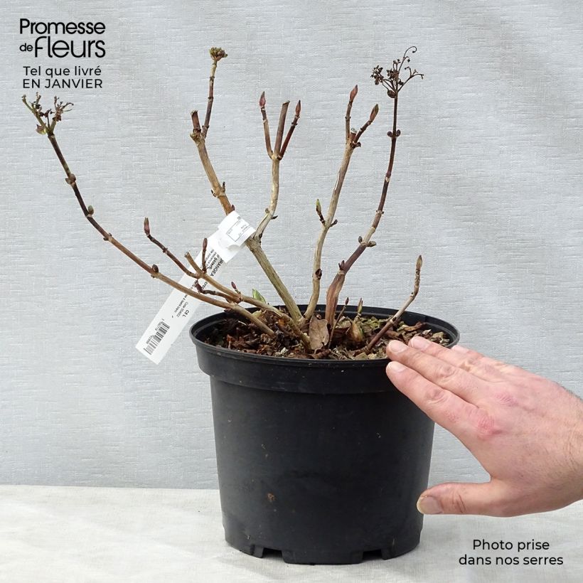 Hydrangea macrophylla Star Gazer 4L/5L pot sample as delivered in winter