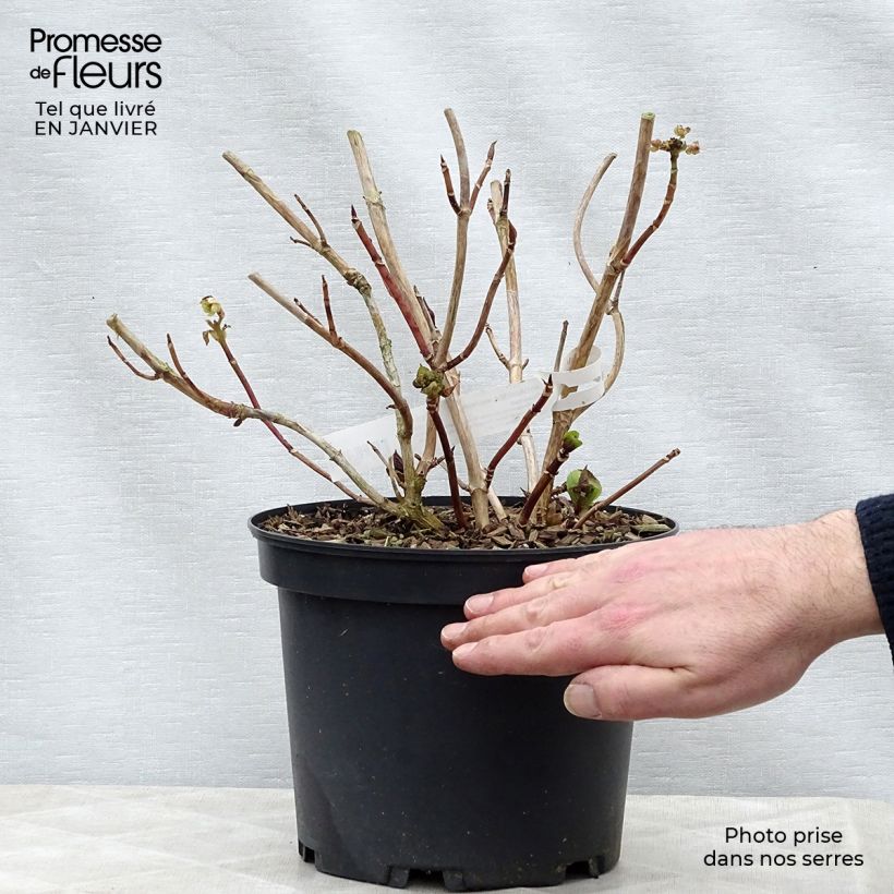 Hydrangea macrophylla Tinkerbell 1.5L/2L pot sample as delivered in winter