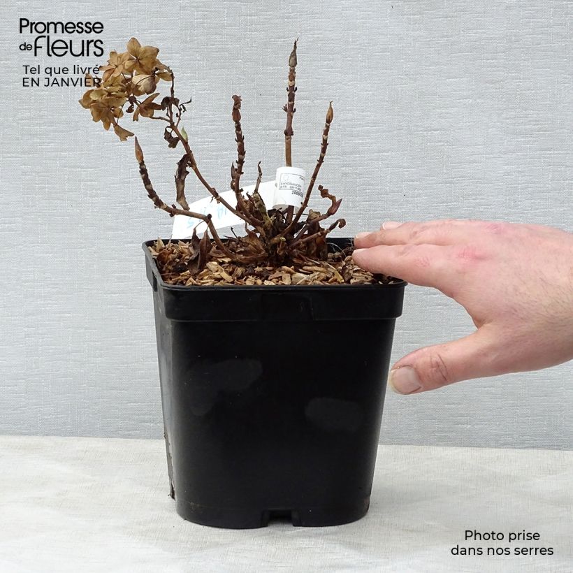 Hydrangea macrophylla Tovelit 2L/3L pot sample as delivered in winter