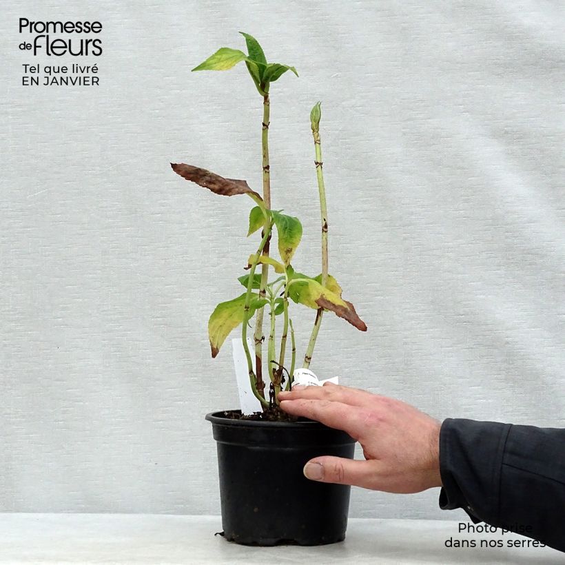 Hydrangea macrophylla Veitchii 2L/3L pot sample as delivered in winter