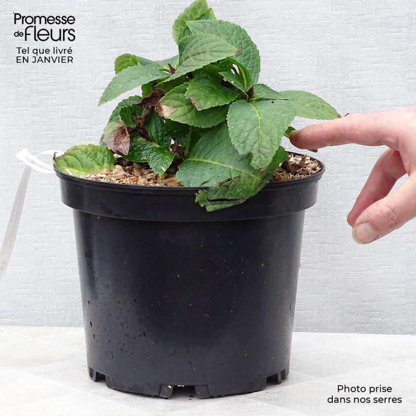 Hydrangea macrophylla Wedding Gown 4L/5L pot sample as delivered in winter