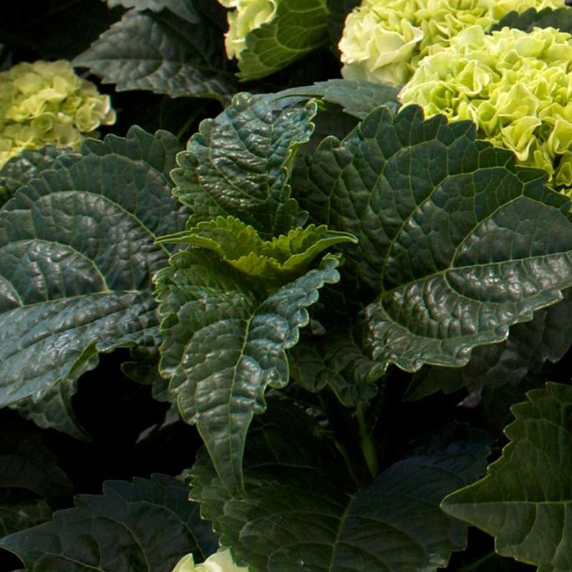 Hydrangea macrophylla Wudu (Foliage)