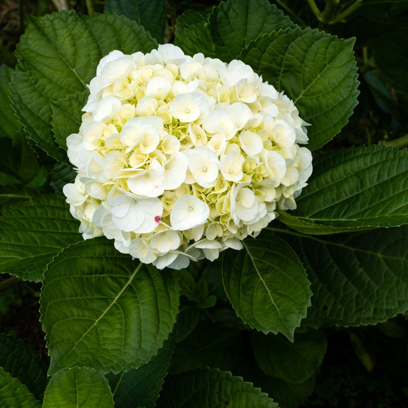 Hydrangea macrophylla Wudu (Flowering)