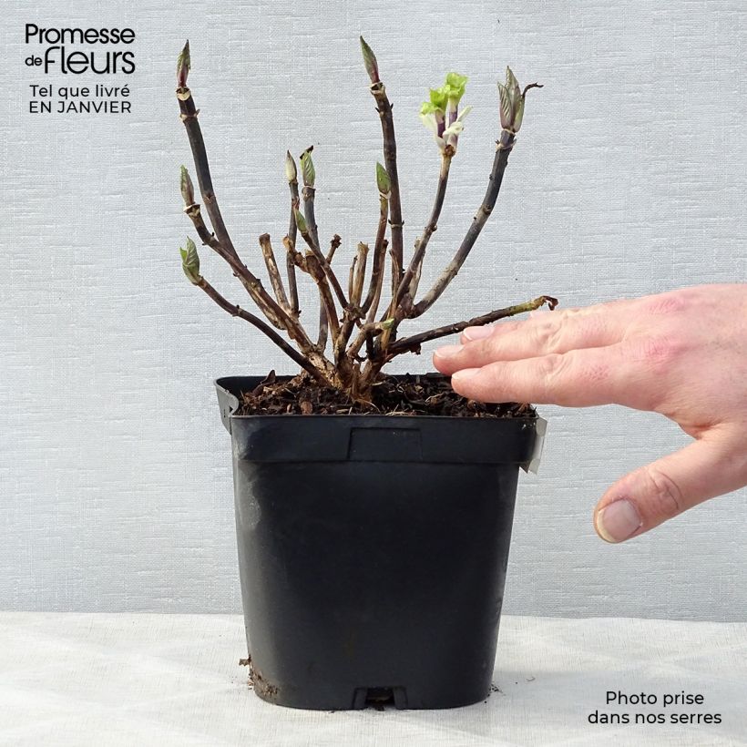 Hydrangea macrophylla Zorro bleu 2L/3L pot sample as delivered in winter