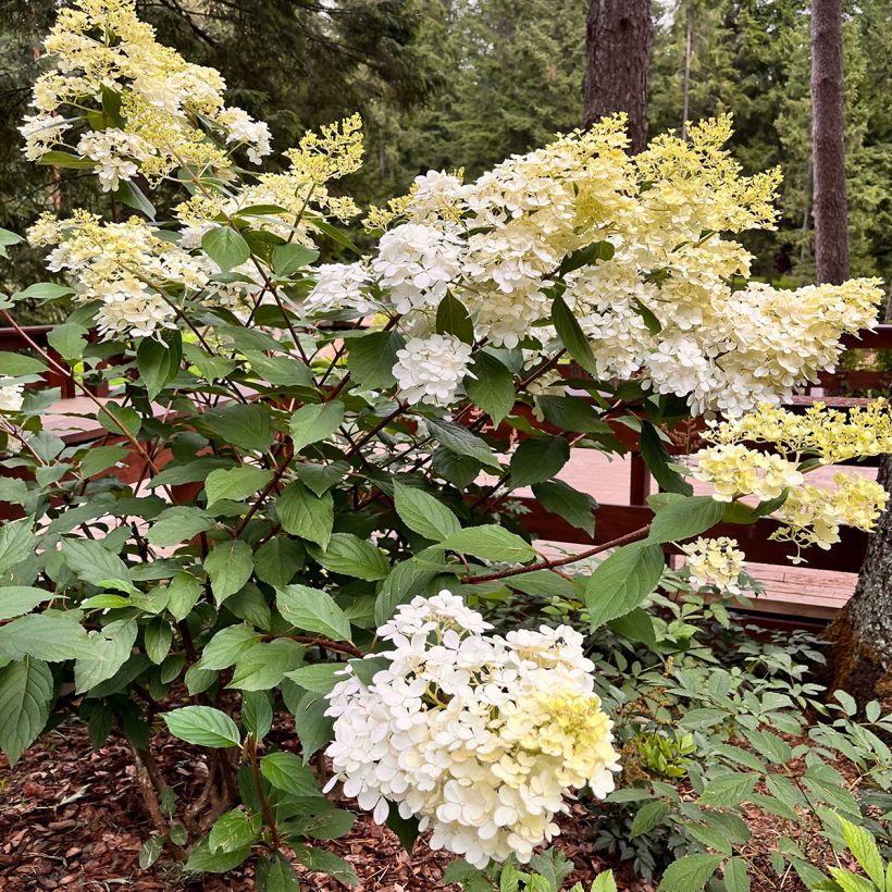 Hydrangea paniculata Candlelight (Plant habit)