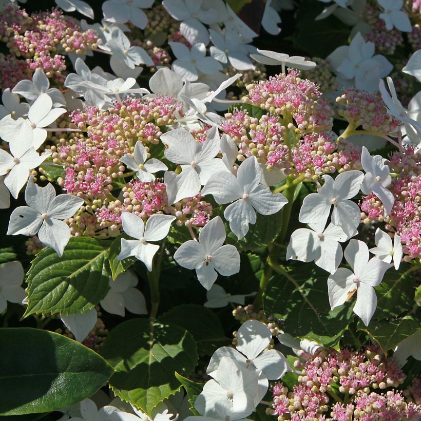 Hydrangea paniculata Confetti (Flowering)