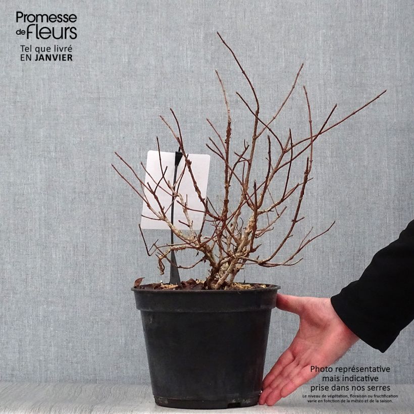 Hydrangea paniculata Dentelle De Gorron 3L/4L pot sample as delivered in winter