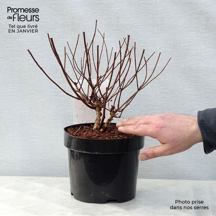 Hydrangea paniculata Diamant Rouge 2L/3L pot sample as delivered in winter