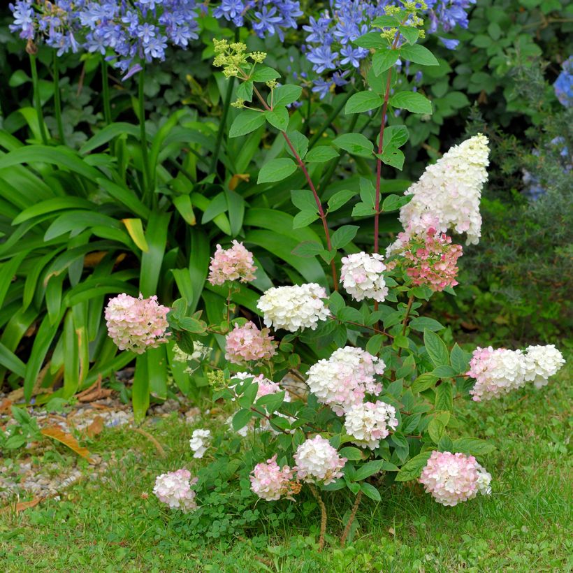 Hydrangea paniculata Fraise Melba (Plant habit)