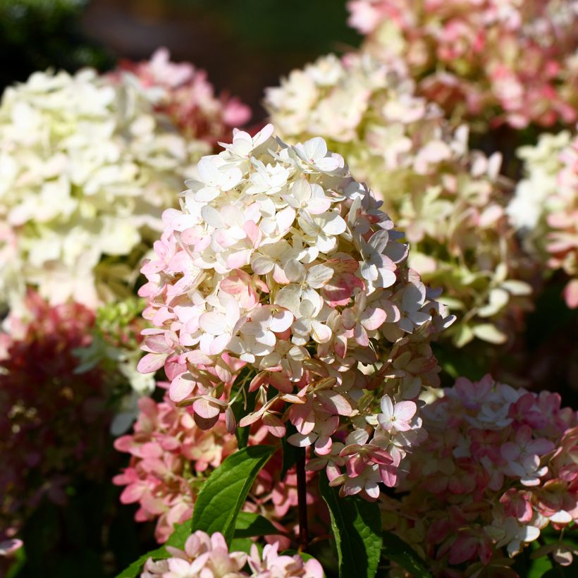 Hydrangea paniculata Graffiti (Flowering)