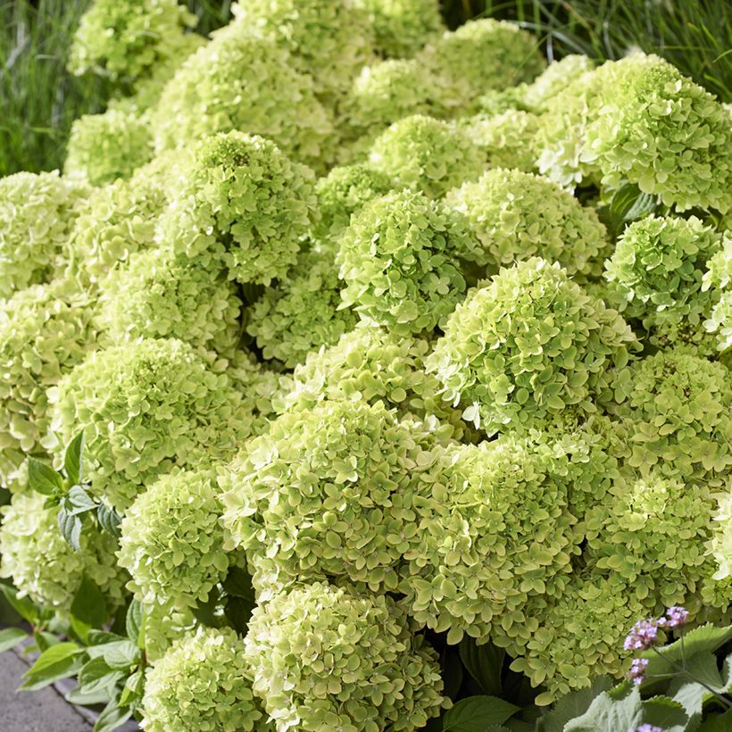 Hydrangea paniculata Groundbreaker Greeny (Flowering)