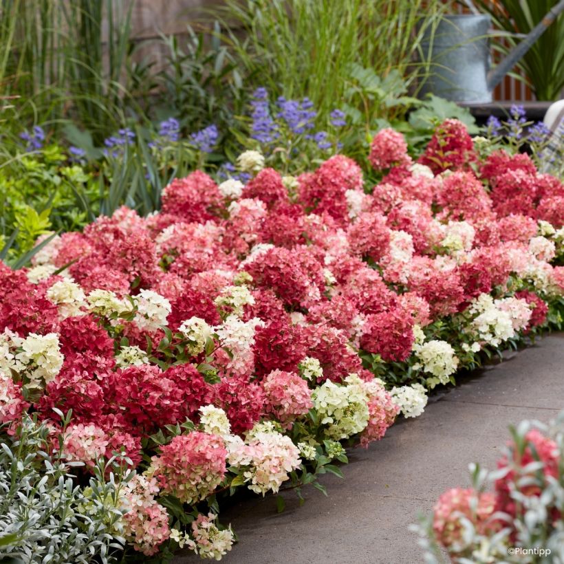 Hydrangea paniculata Groundbreaker Ruby (Plant habit)