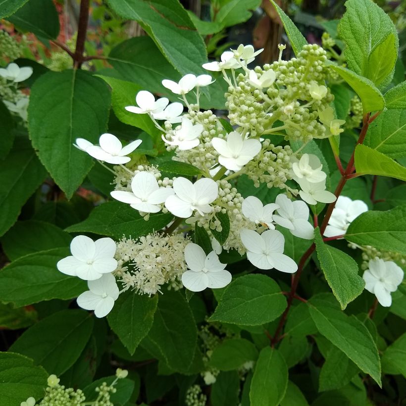 Hydrangea paniculata Kyushu (Foliage)
