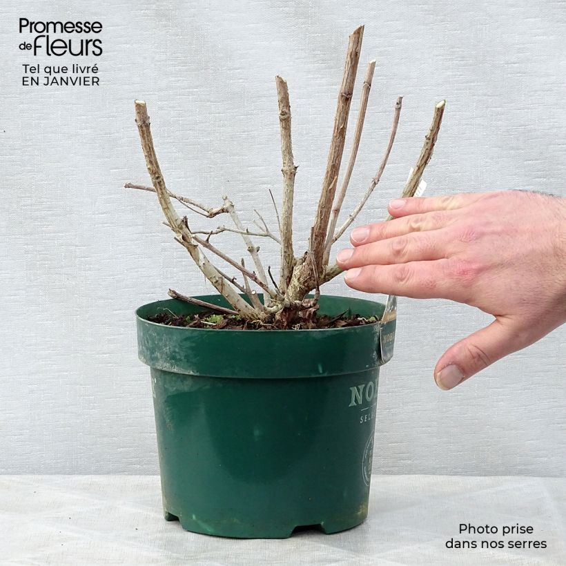 Hydrangea paniculata Levana 3L/4L pot sample as delivered in winter