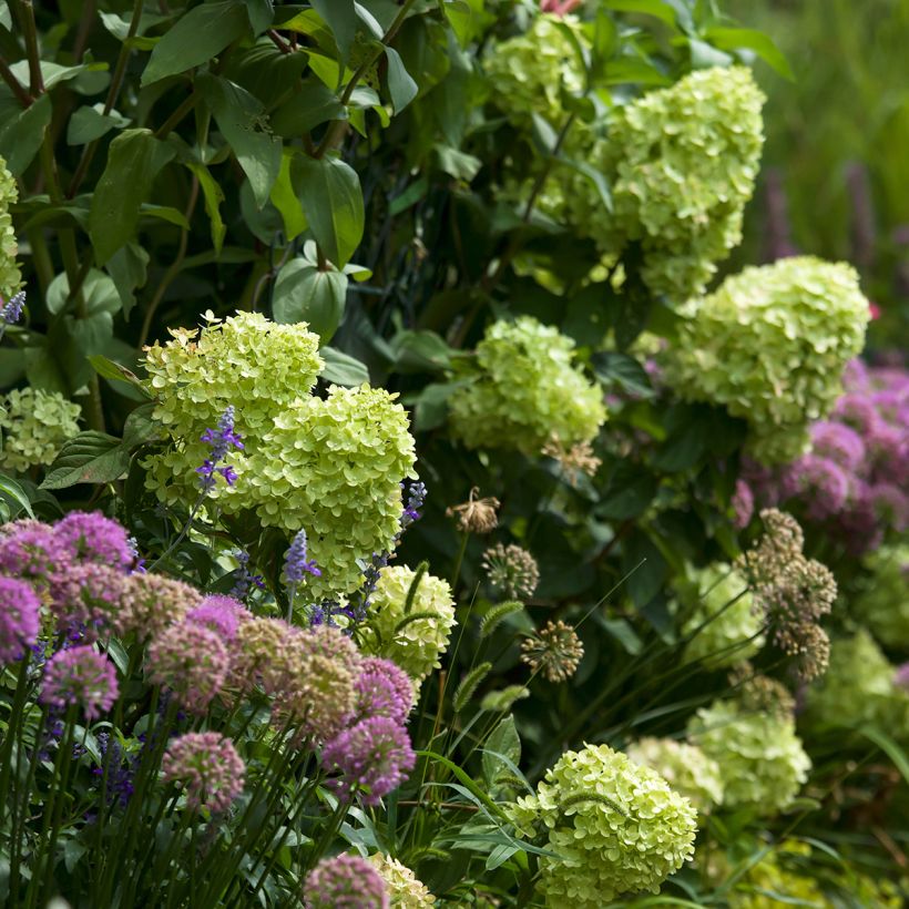 Hydrangea paniculata Little Lime (Plant habit)
