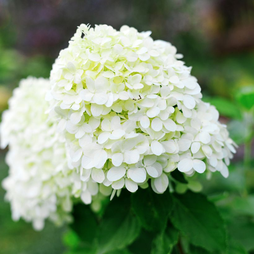 Hydrangea paniculata Little Spooky (Flowering)