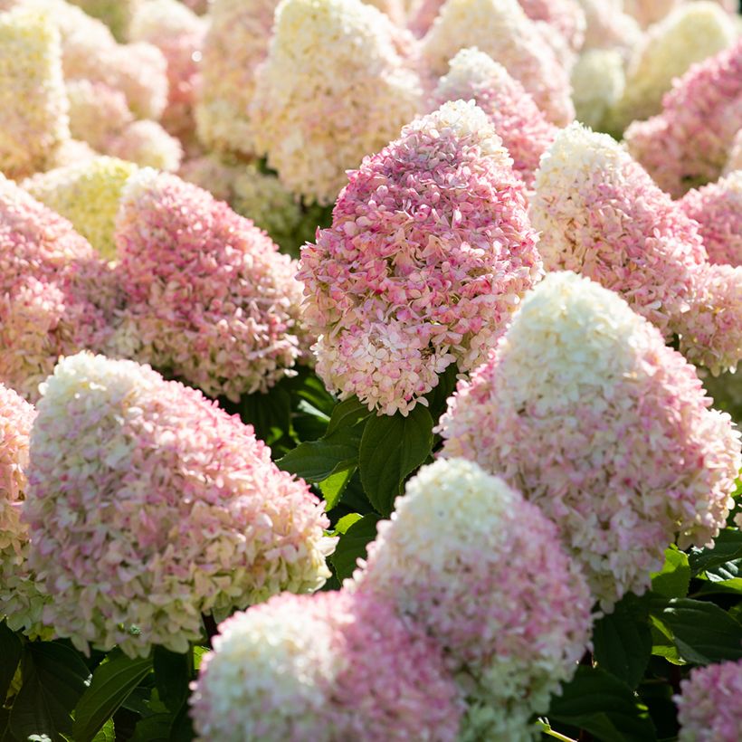 Hydrangea paniculata Living Candy Love™  (Flowering)