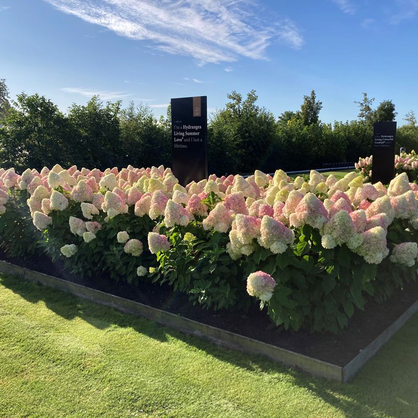 Hydrangea paniculata Living Candy Love™  (Plant habit)