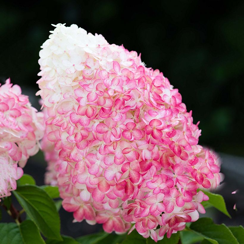 Hydrangea paniculata Living Pink & Rose®  (Flowering)