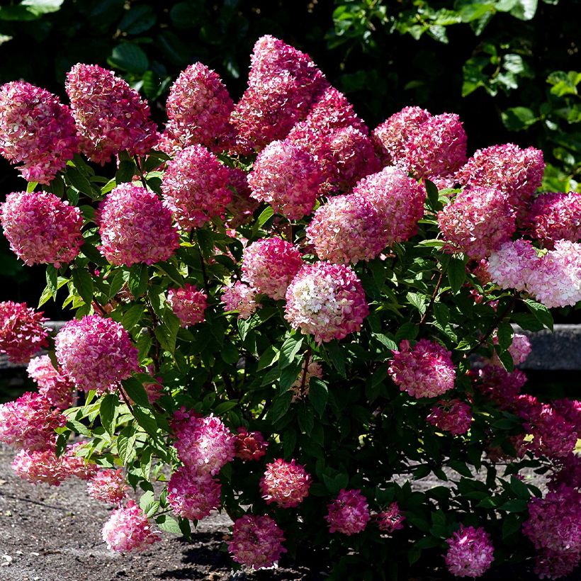 Hydrangea paniculata Living Pink & Rose®  (Plant habit)