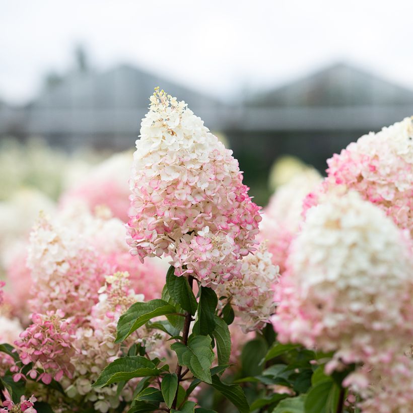 Hydrangea paniculata Living Strawberry Blossom (Flowering)