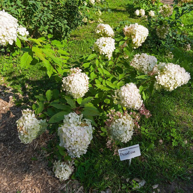 Hydrangea paniculata Phantom - Panicle Hydrangea (Plant habit)