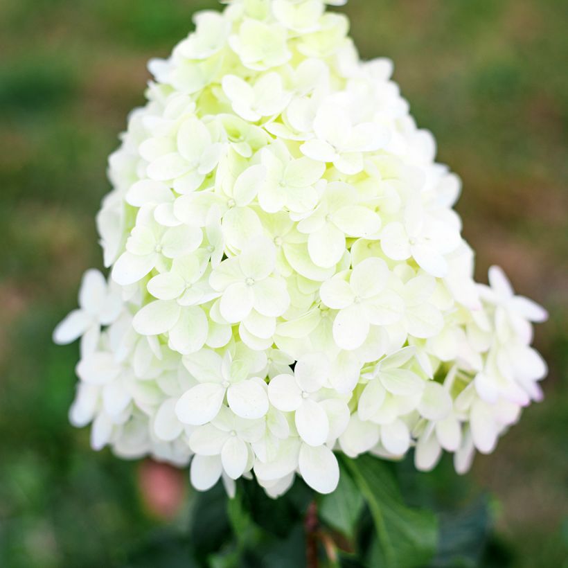 Hydrangea paniculata Pinkachu (Flowering)