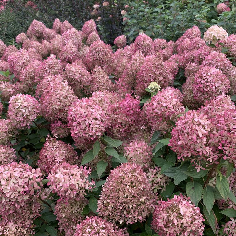 Hydrangea paniculata Pixio  (Flowering)