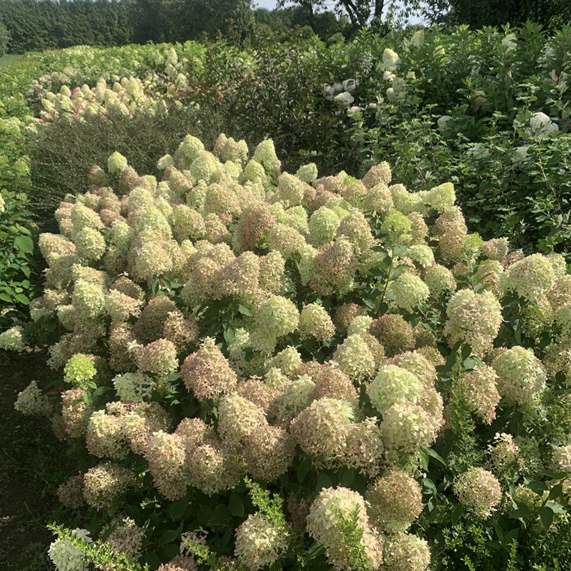 Hydrangea paniculata Pixio  (Plant habit)