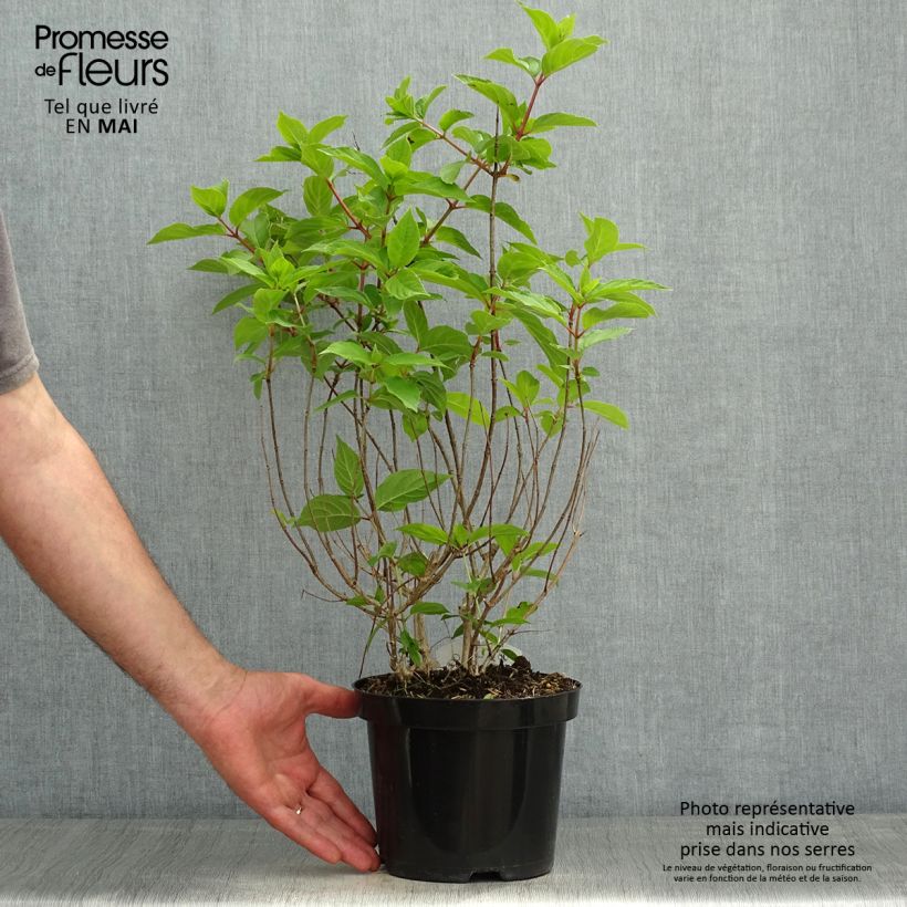 Hydrangea paniculata Polar Bear 2L/3L pot sample as delivered in spring
