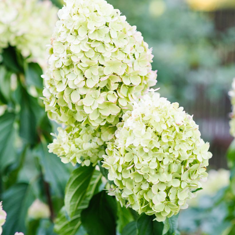 Hydrangea paniculata Polar Bear (Flowering)
