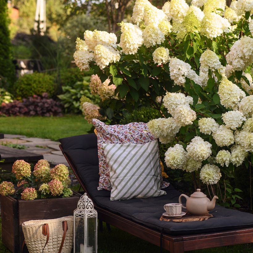 Hydrangea paniculata Polar Bear (Plant habit)