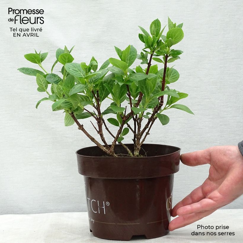 Hydrangea paniculata Polestar 1.5L/2L pot sample as delivered in spring