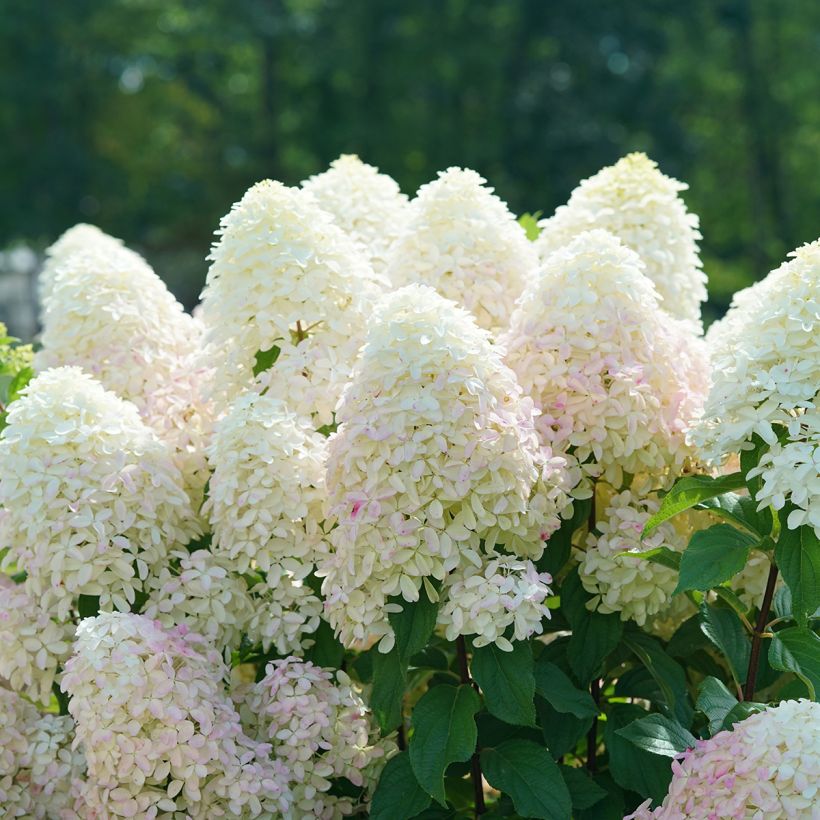 Hydrangea paniculata Quick Fire Fab® (Flowering)