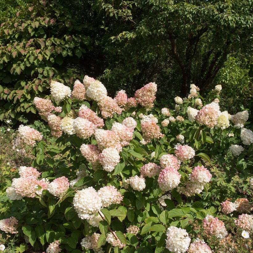 Hydrangea paniculata Silver Dollar (Plant habit)