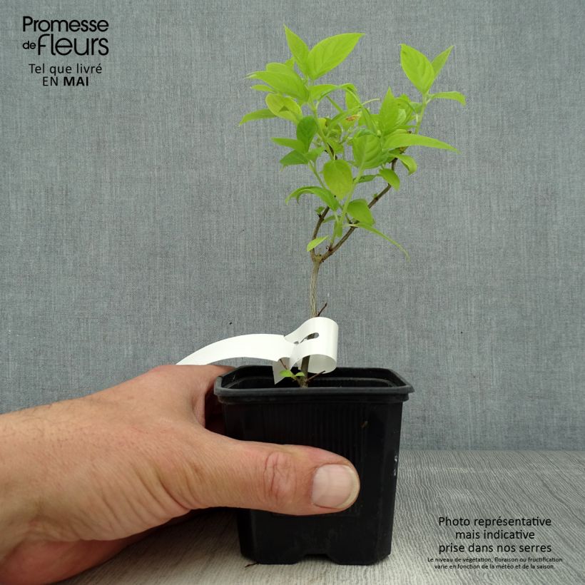 Hydrangea paniculata Sunlight 8/9 cm pot sample as delivered in spring