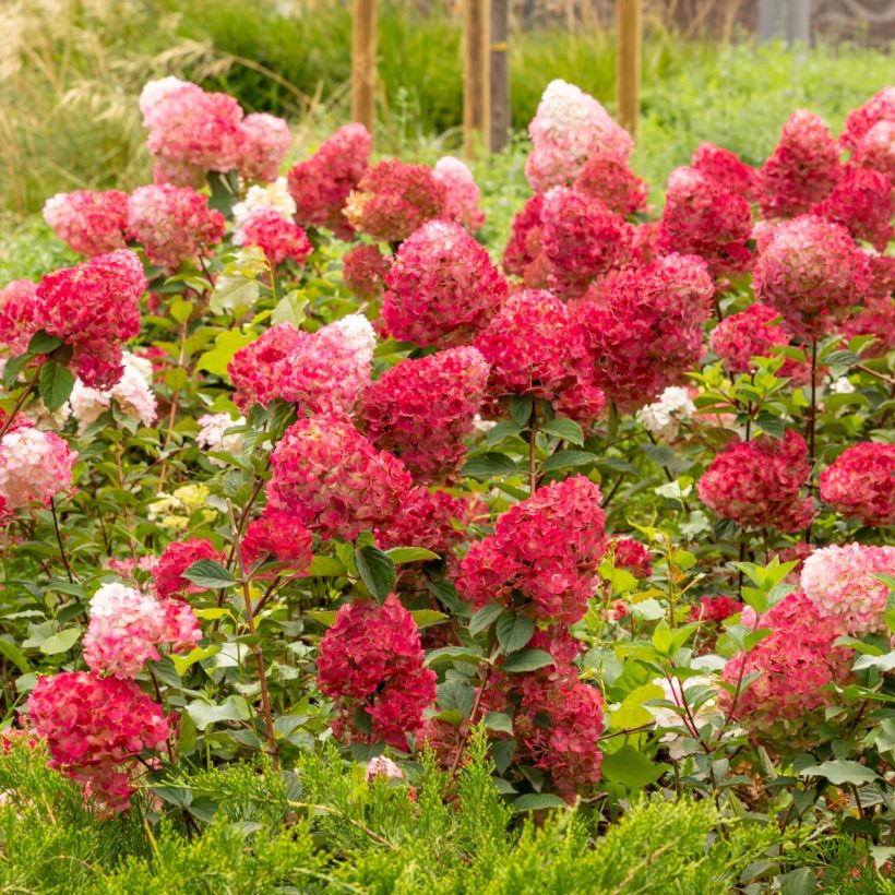 Hydrangea paniculata Wims Red (Plant habit)