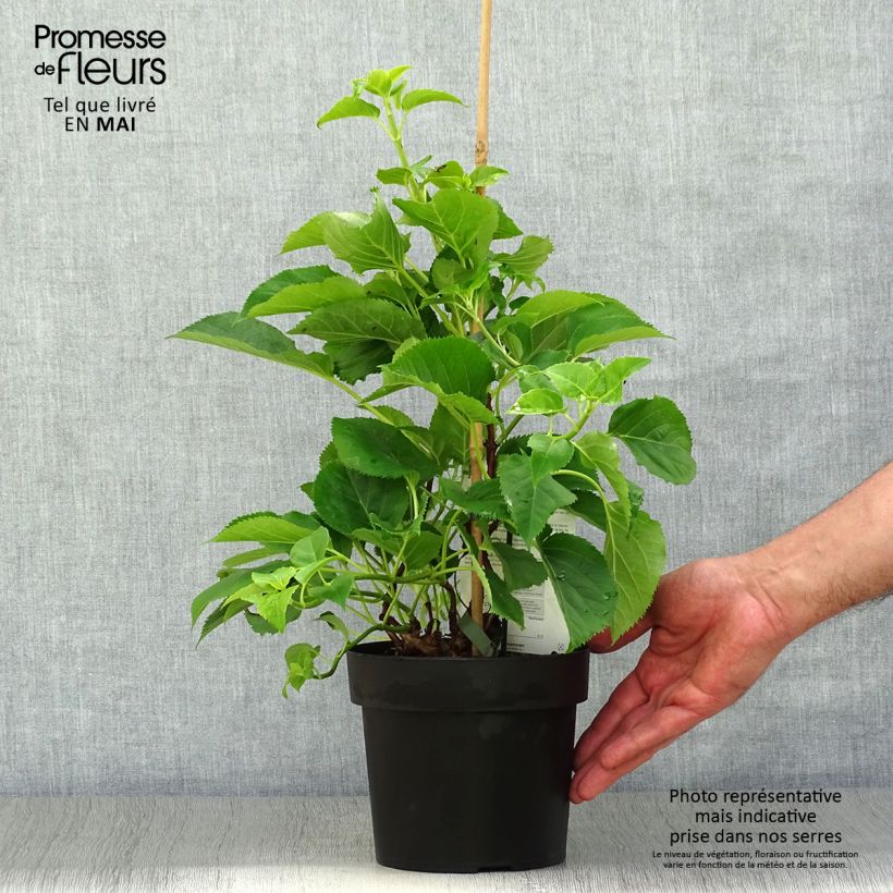 Hydrangea petiolaris Flying Saucer- Climbing Hydrangea 2L/3L pot sample as delivered in spring