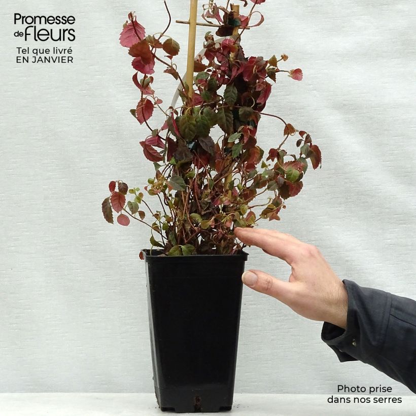 Hydrangea anomala Winter Surprise- Climbing Hydrangea 2L/3L pot sample as delivered in winter