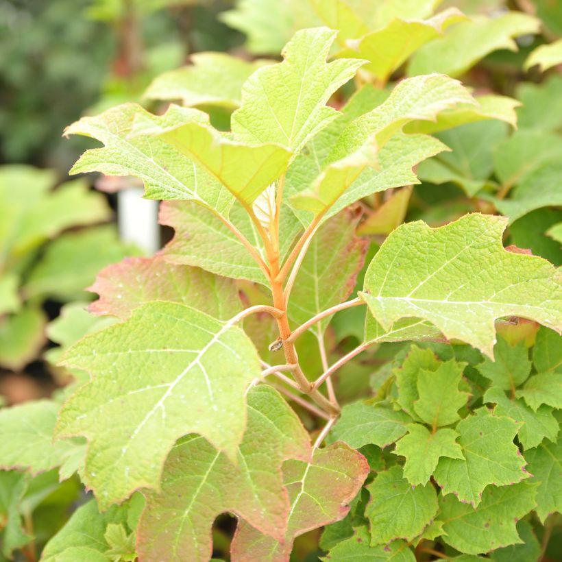 Hydrangea quercifolia Alice (Foliage)