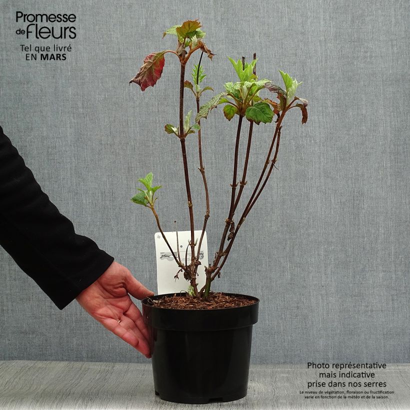 Hydrangea quercifolia Burgundy 2L/3L pot sample as delivered in spring