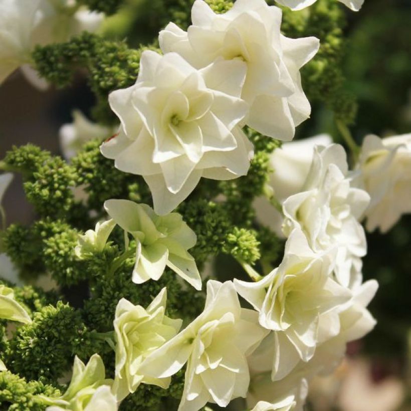 Hydrangea quercifolia Gatsby Star (Flowering)