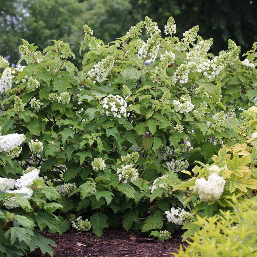 Hydrangea quercifolia Gatsby Star (Plant habit)