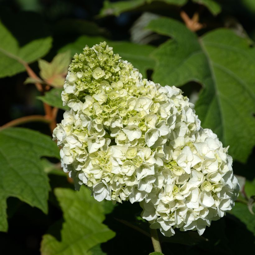 Hydrangea quercifolia Harmony (Flowering)