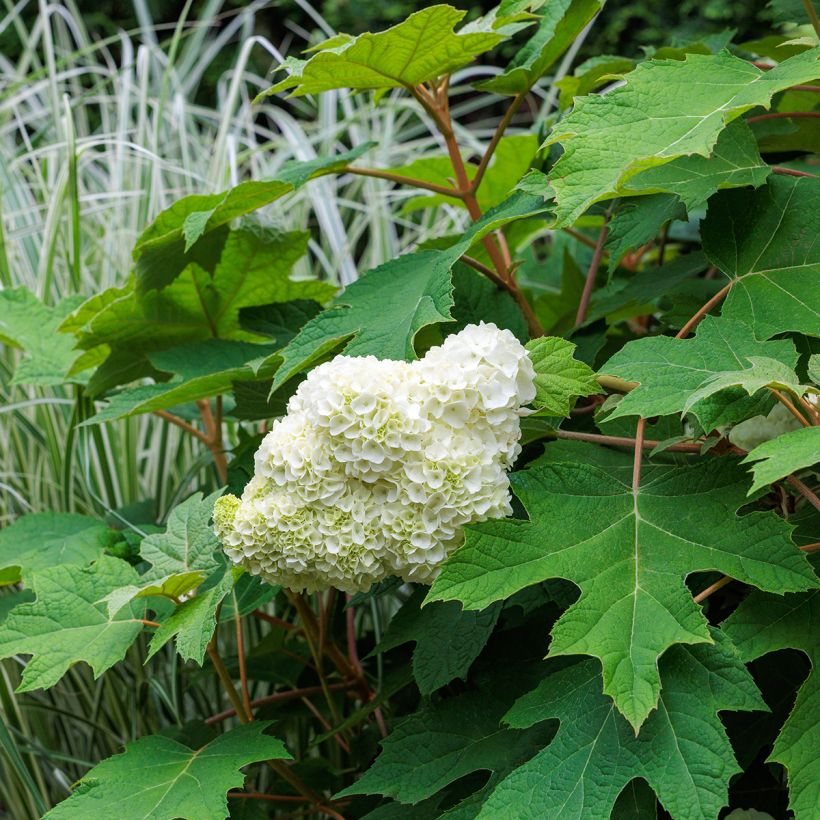 Hydrangea quercifolia Harmony (Plant habit)