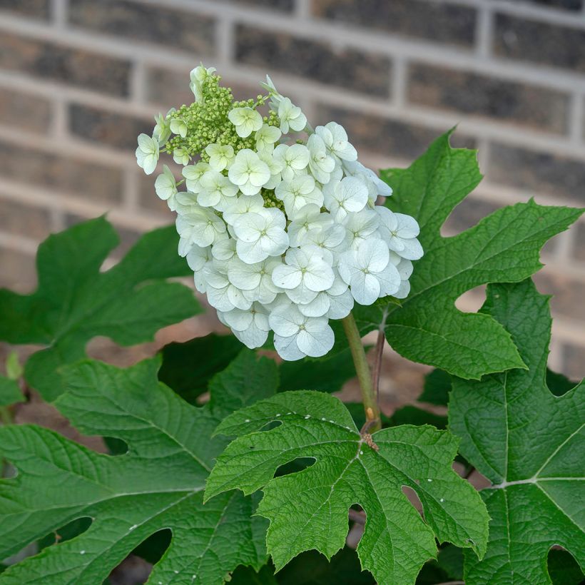 Hydrangea quercifolia Jetstream (Flowering)
