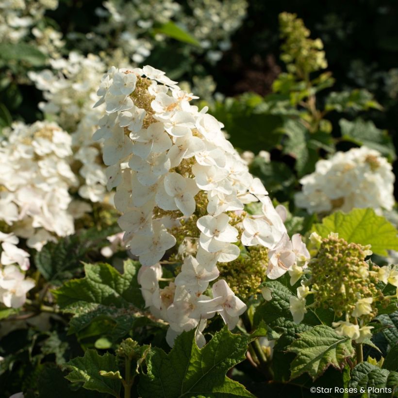 Hydrangea quercifolia Little Yeti® (Flowering)