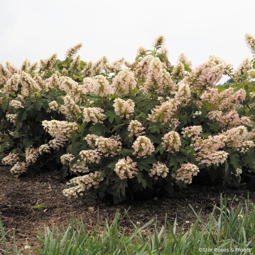 Hydrangea quercifolia Little Yeti® (Plant habit)